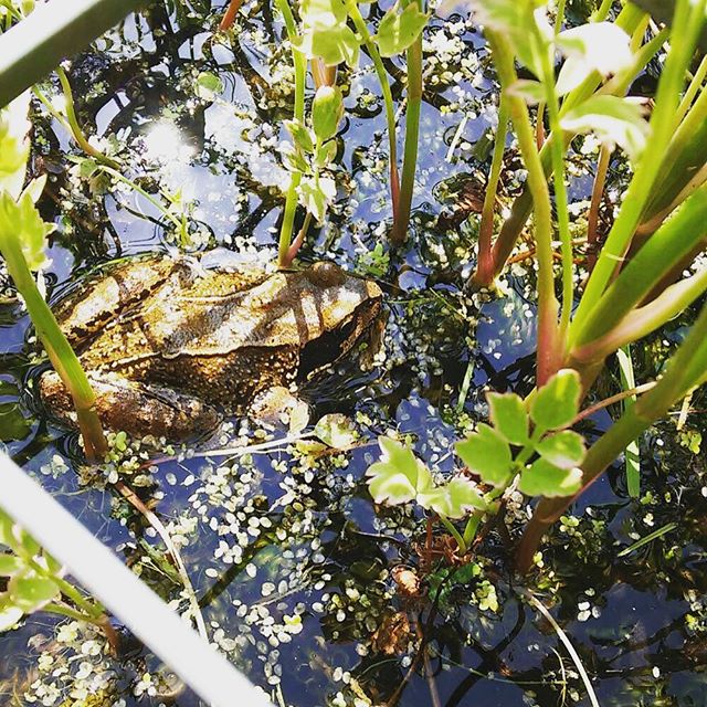 #frog #pond #sunshine